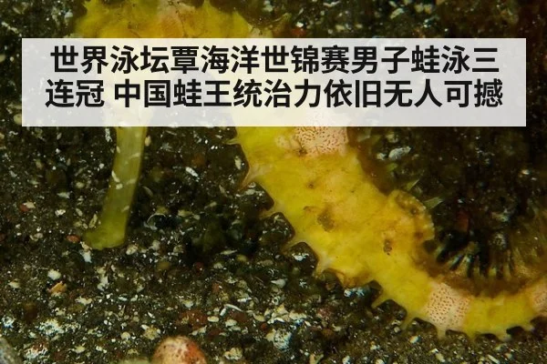 世界泳坛覃海洋世锦赛男子蛙泳三连冠 中国蛙王统治力依旧无人可撼